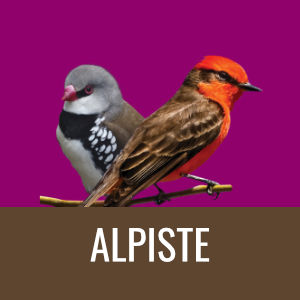 Minipets Alpiste
