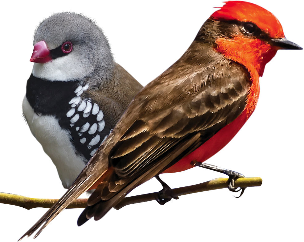 champion minipets-conejo